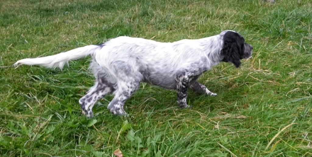 Des Bruyères Aux Mordorées -  Chiot Setter Male , Vendu