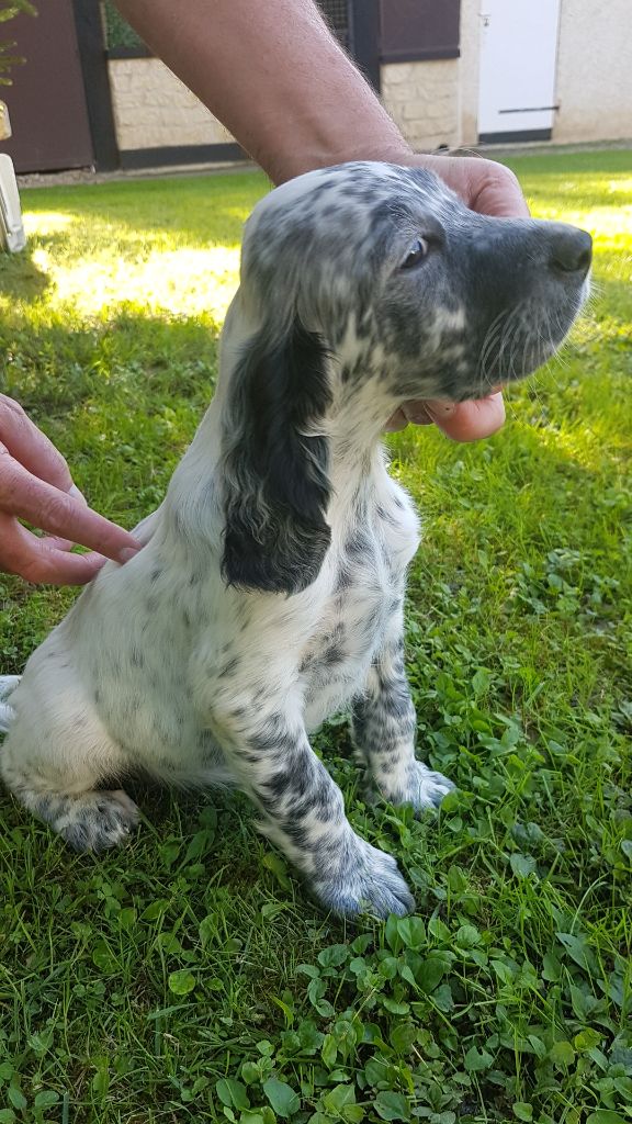 Disponible AZUR DES BRUYÈRES AUX MORDORÉES 