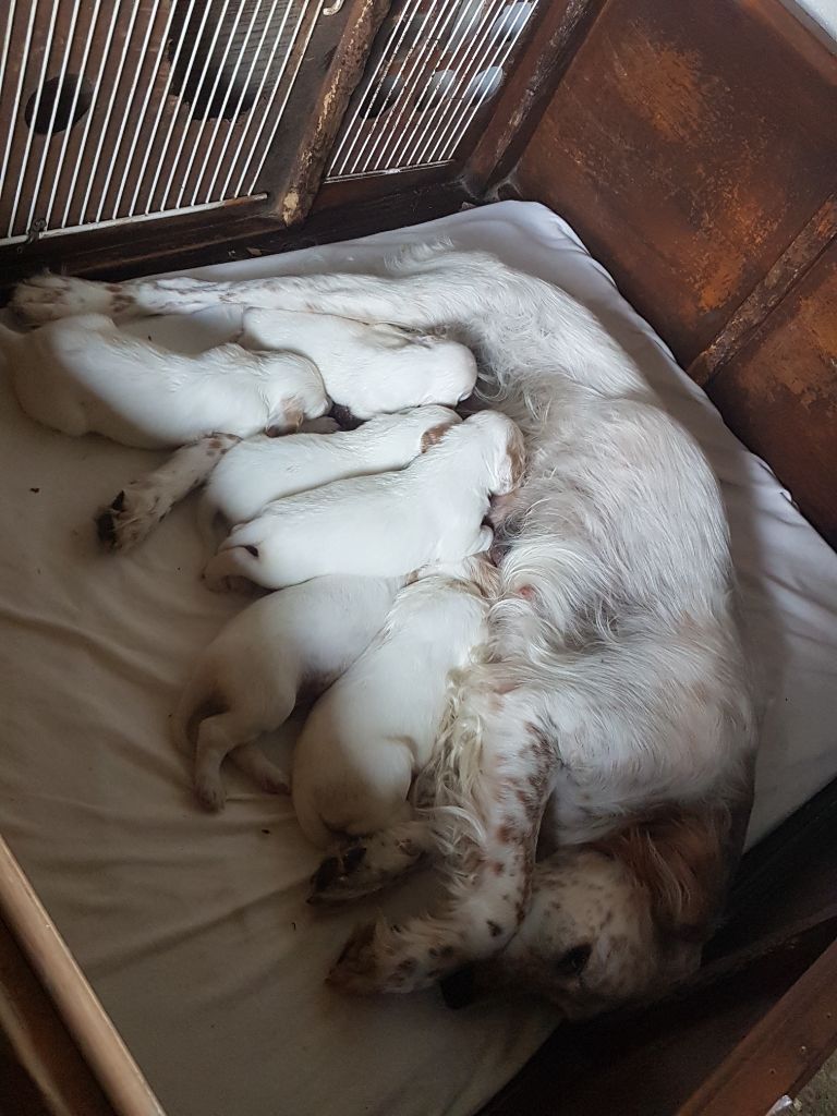 N'gie / Champion Gs Siam , les chiots à 3 semaines  