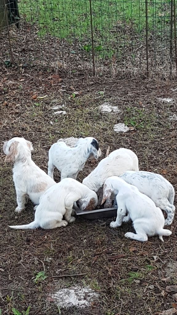 Départ des premiers chiots le 17 septembre 2025