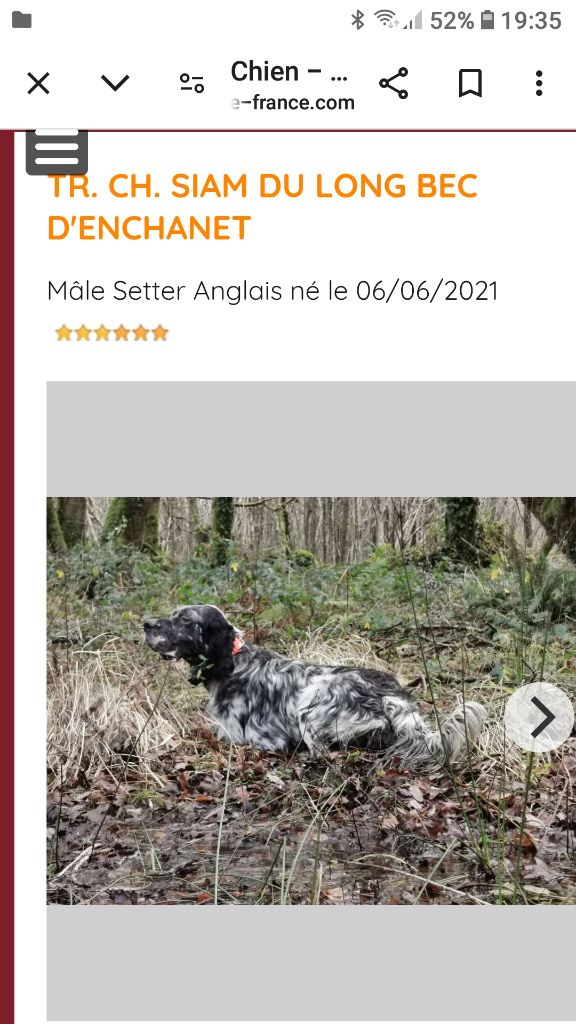 Saillie du CHAMPION SIAM DU LONG BEC D'ENCHANET SUR N'GIE 