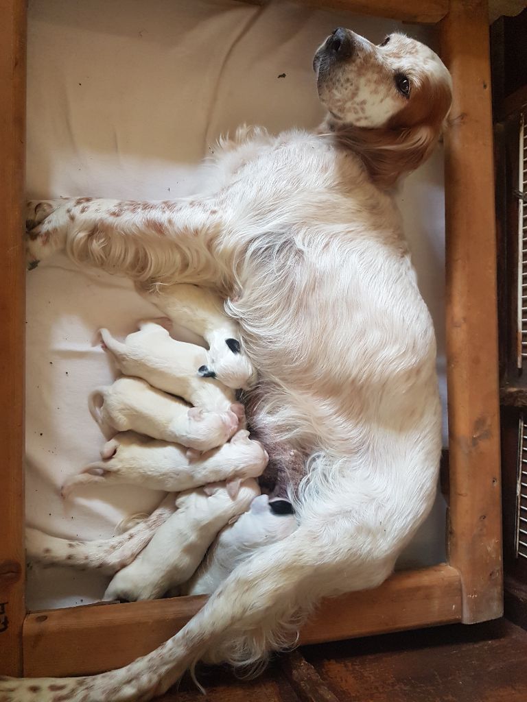 Naissance des chiots du Champion Siam et de N'gie