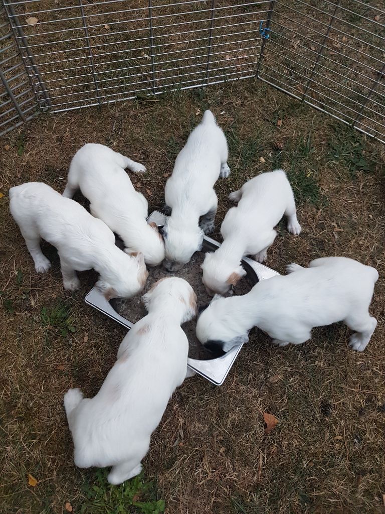 Les Chiots ont 1 mois